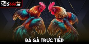 Đá gà trực tiếp